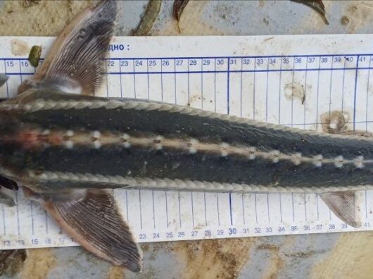    рыба шип // фото: пресс-служба Азово-Черноморского филиала НИИ океанографии и рыбного хозяйства