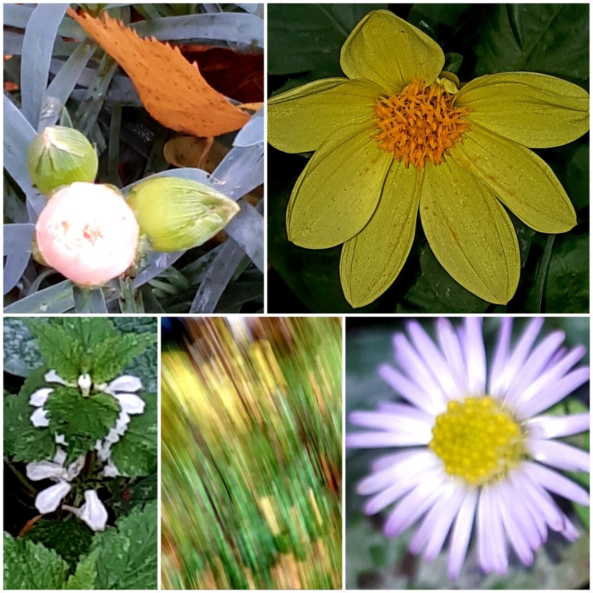 Коллаж автора статьи 23.10.2025г.