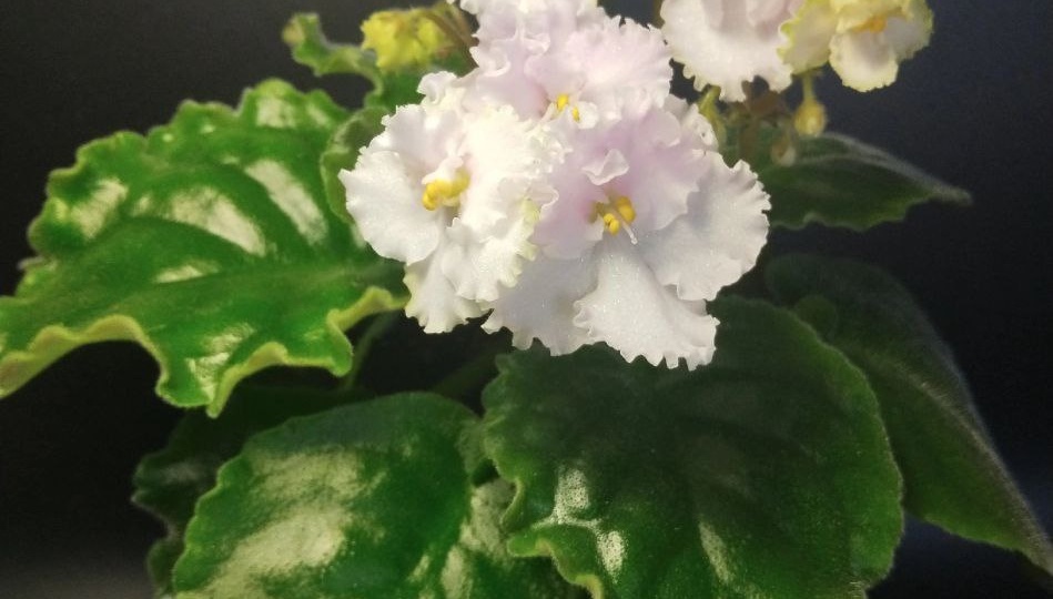 Что такое фиалки в доме? Что фиалки могут дать нам