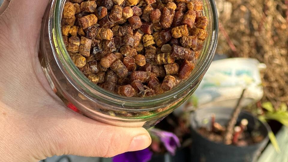 Что скрывают пчелиные соты кроме мёда