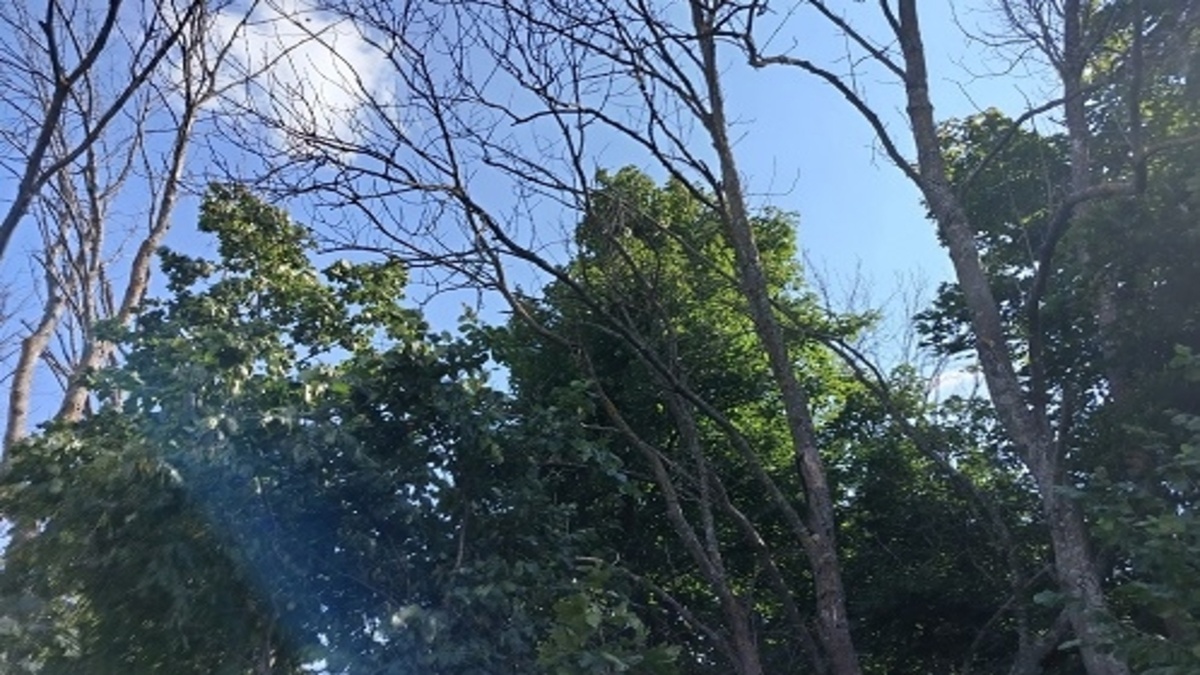    В Курской области — очаг нового карантинного объекта