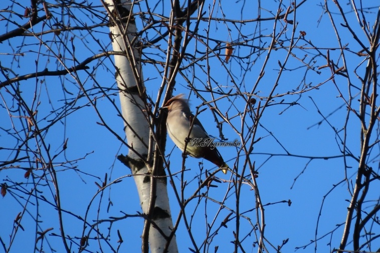 Свиристель в парке