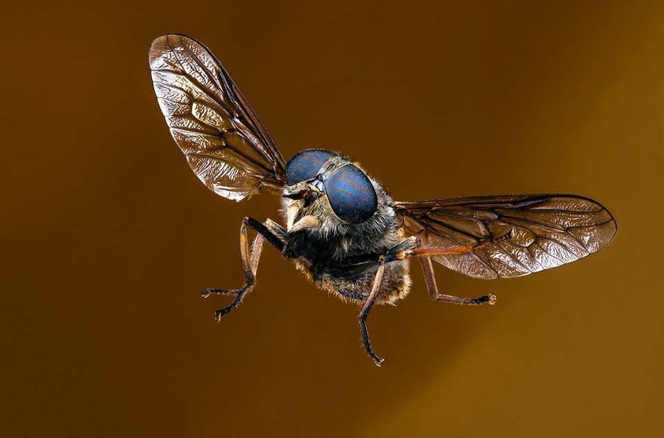    Фото: Florin suiu/Shutterstock/Fotodom