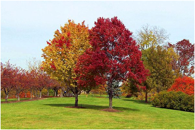 В багрец и золото одетые леса
