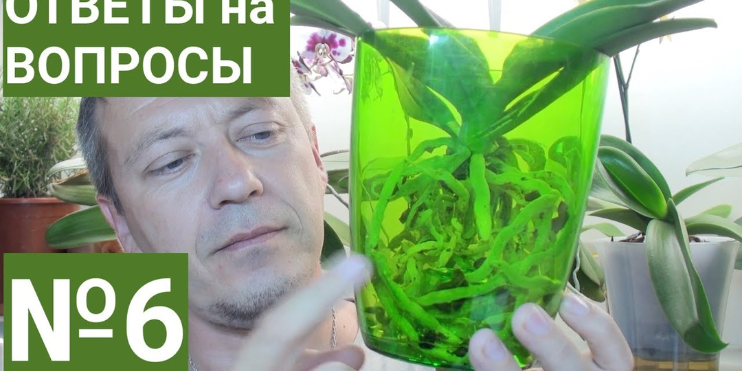 Орхидеи в домашних условиях: дрожжи для орхидей, корни, грунт и секреты ухода