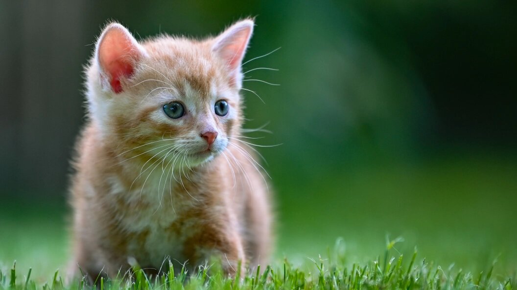    Фото: Patrick Pleul/ZB/Globallookpress