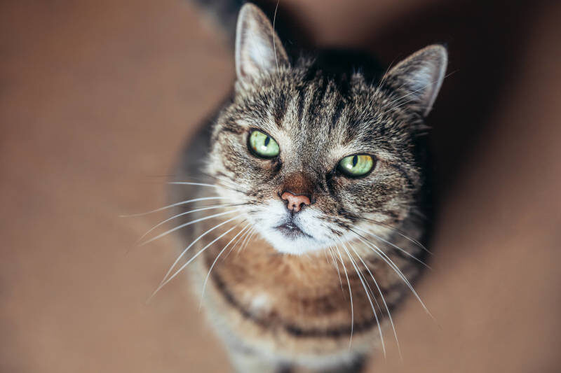    Фото: IMAGO/Zoonar.com/Iuliia Zavalish/Globallookpress