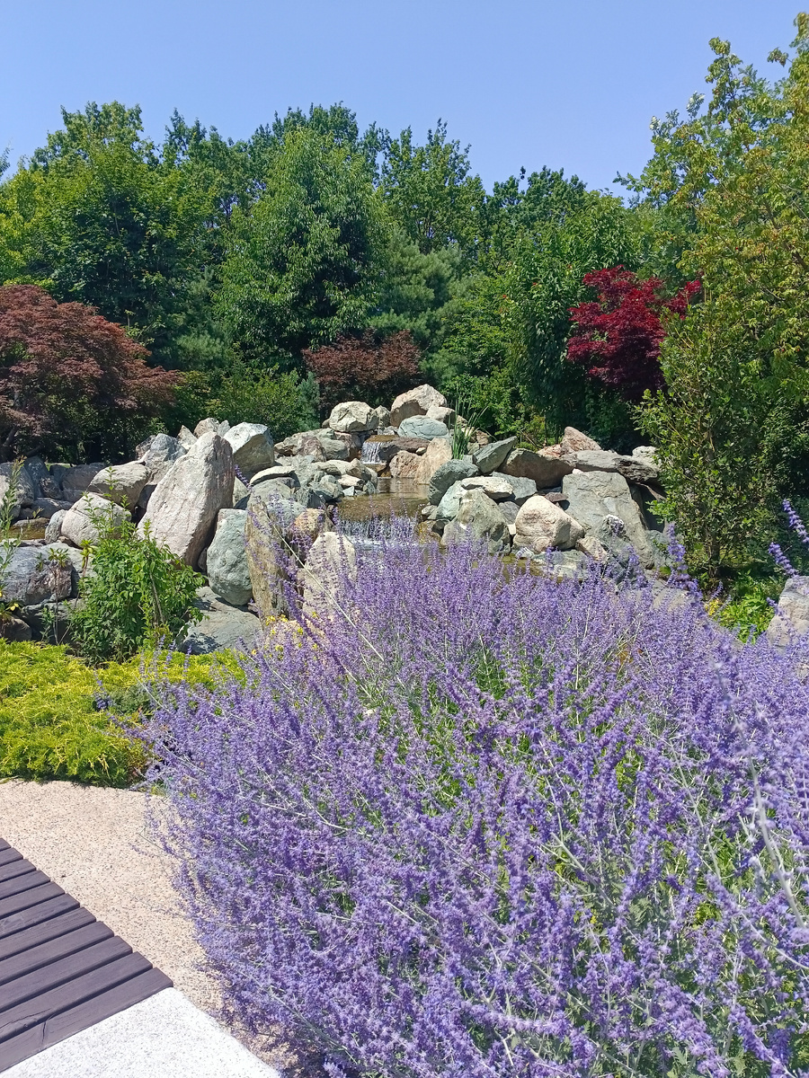 Япоскй сад. Фото автора