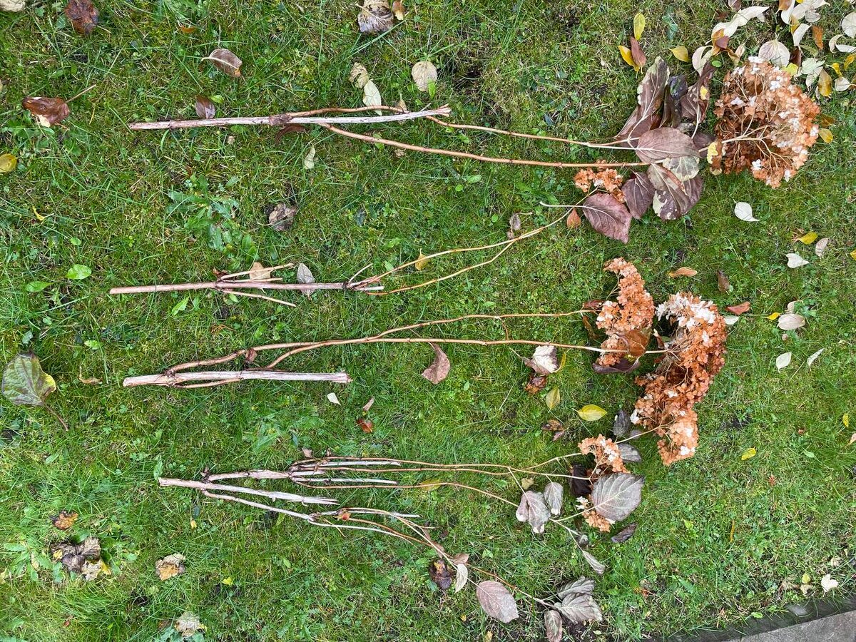 Старые побеги имеют ветвление и соцветия. Фото автора