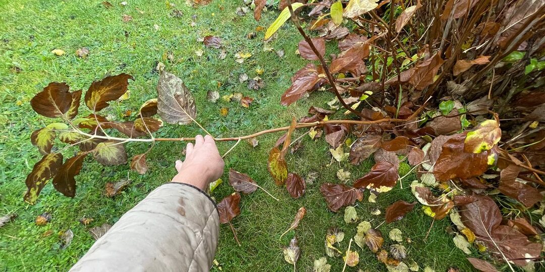 Обрезка древовидных гортензий как в питомнике. Омолаживание запущенного куста