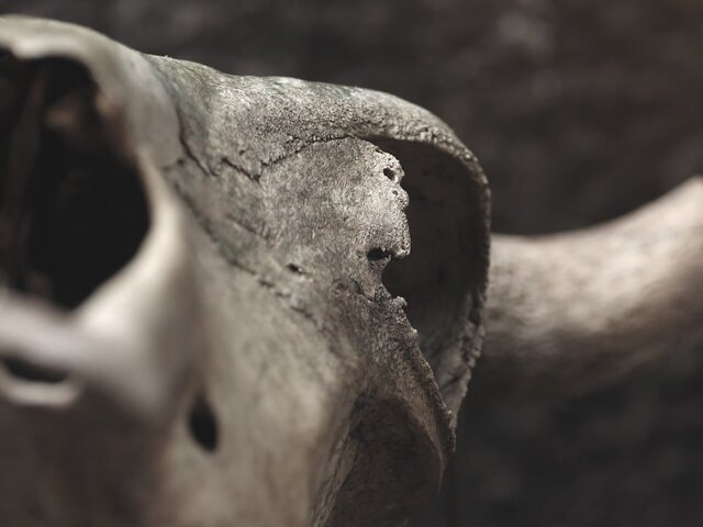    Фото: 123RF.com/romablack