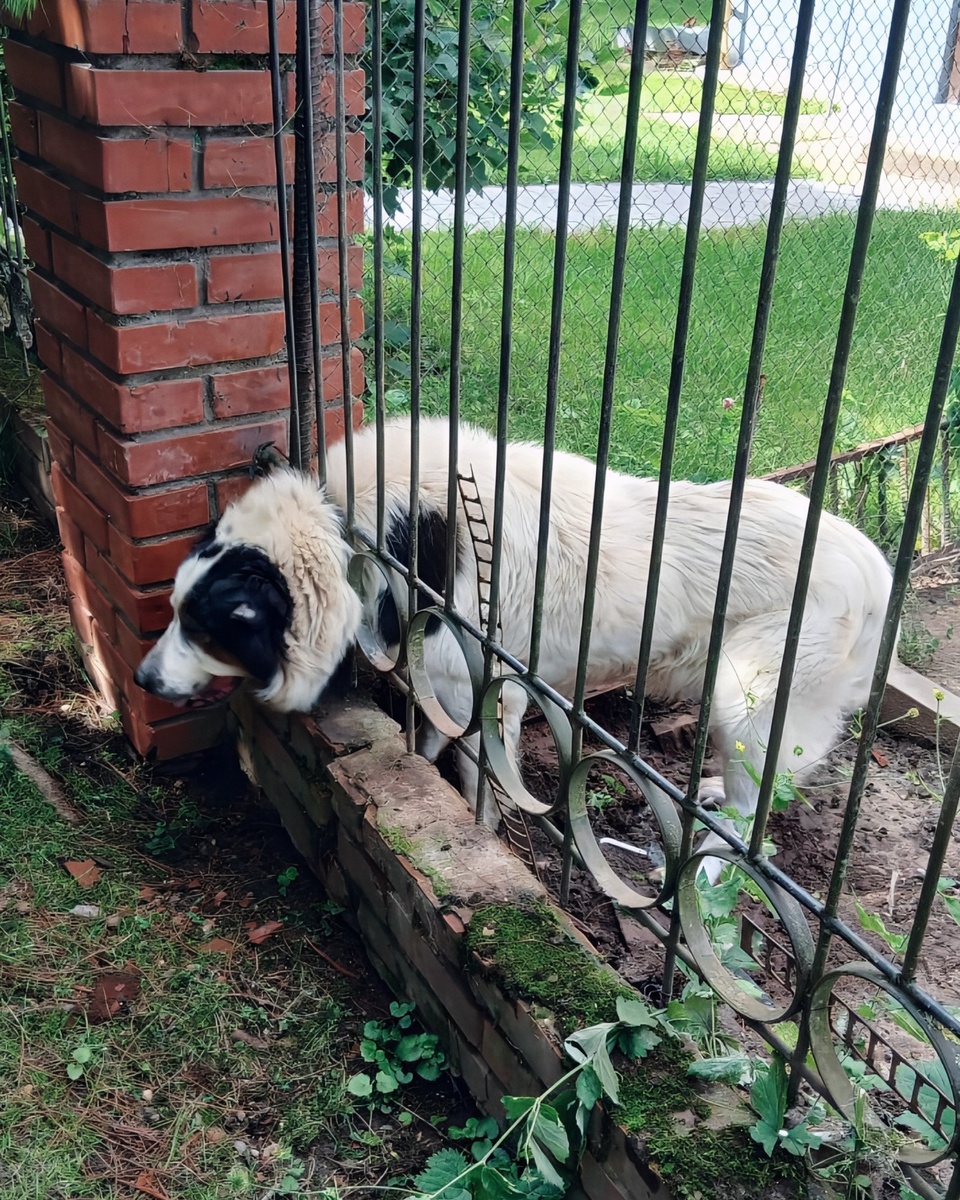 Застрявший алабай в июне 2025