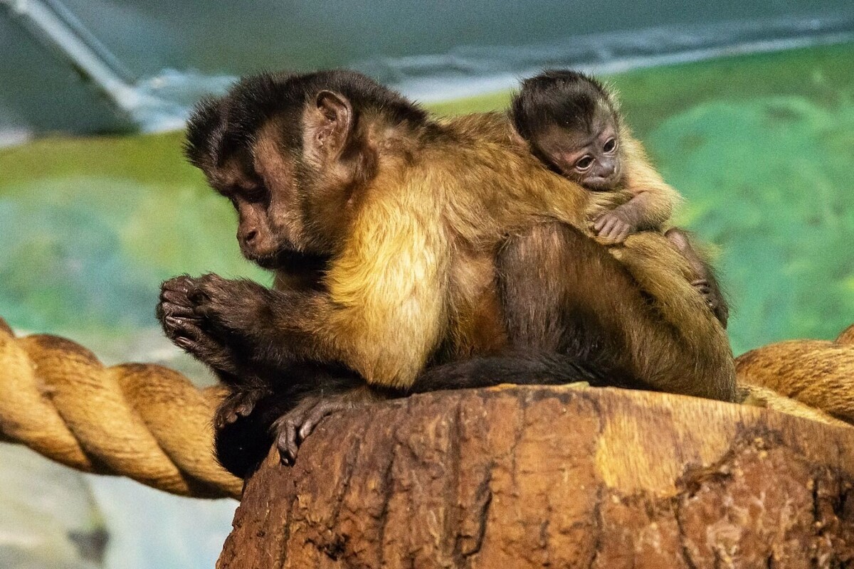     Автор: Юрий Кузнецов Источник: newsnn.ru