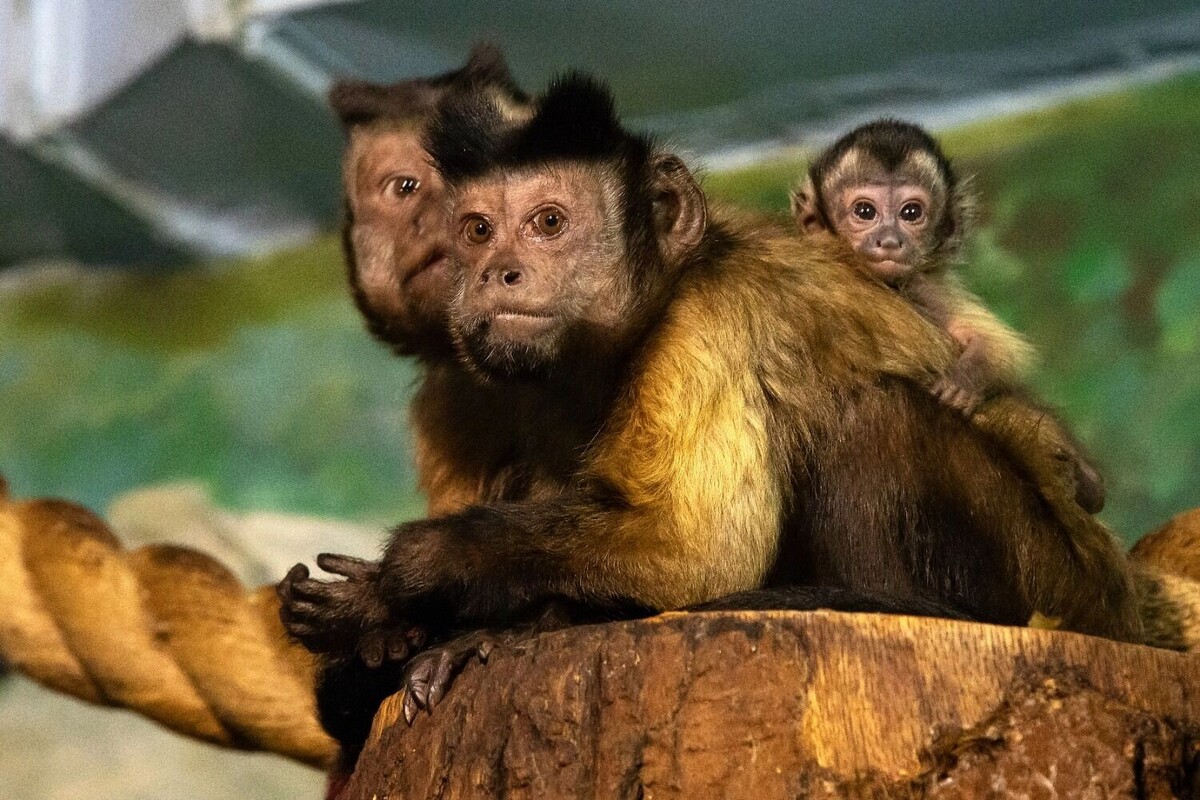     Автор: Юрий Кузнецов Источник: newsnn.ru