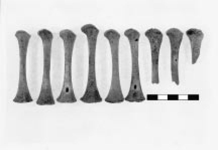 Левые бедренные кости младенцев, которые были использованы при анализе ДНК для установления пола