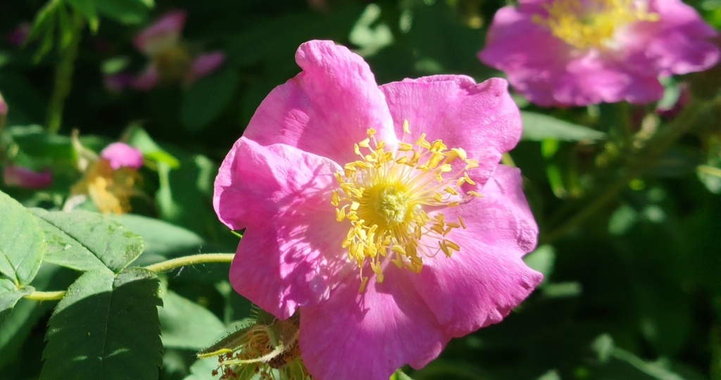 Почему роза превратилась в шиповник?