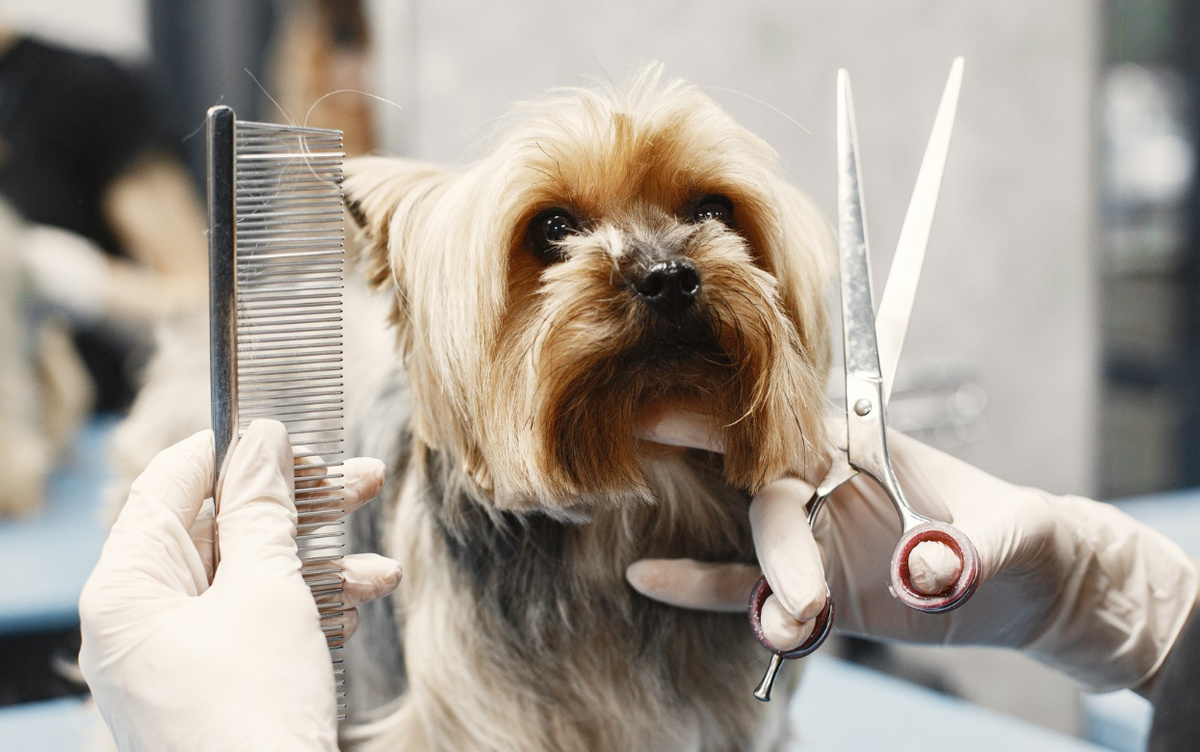    Линька у домашних животных: руководство по сезонным изменениям и уходу