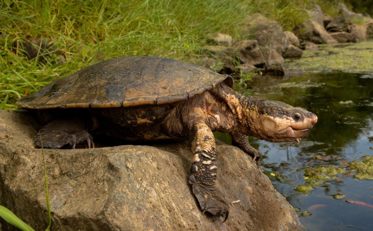    Эта черепаха умеет дышать кишечником. Источник: www.shkolazhizni.ru