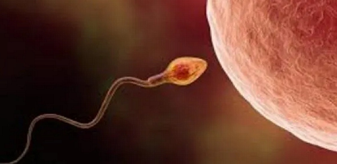 ДВА РАЗНЫХ СУЩЕСТВА.. Сперматозоид и яйцеклетка человека, микрофотография. (aydinpost.com)