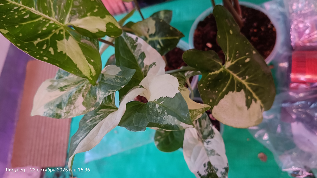 Фото автора