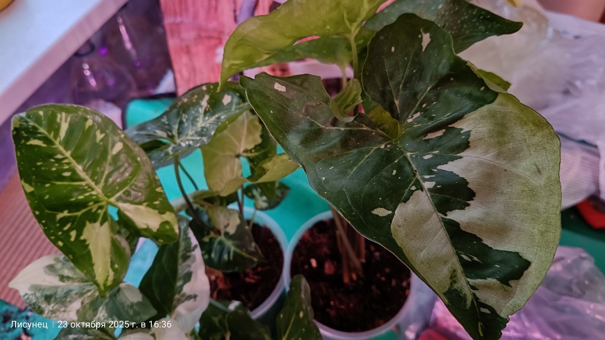 Фото автора