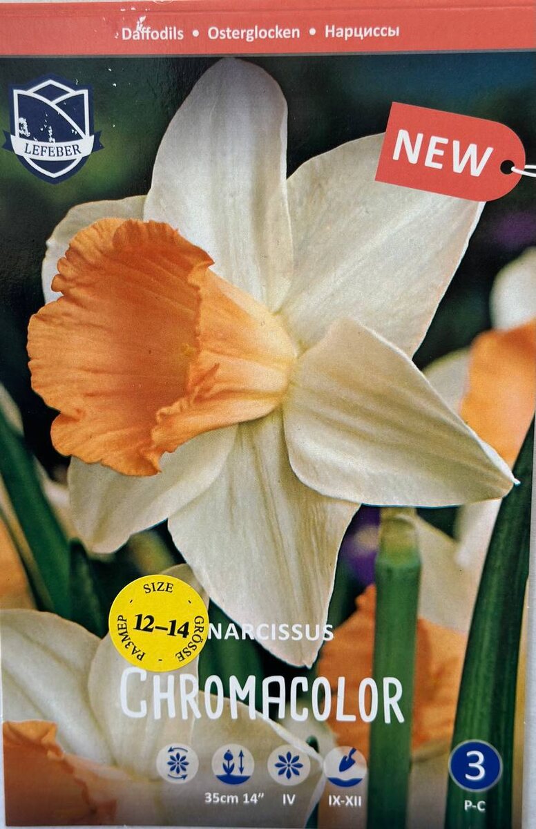 Нарцисс Chromacolor