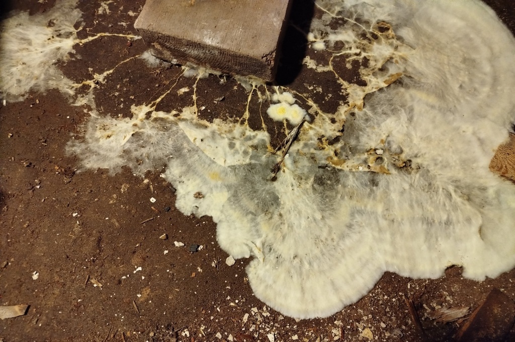  Плесень в погребе