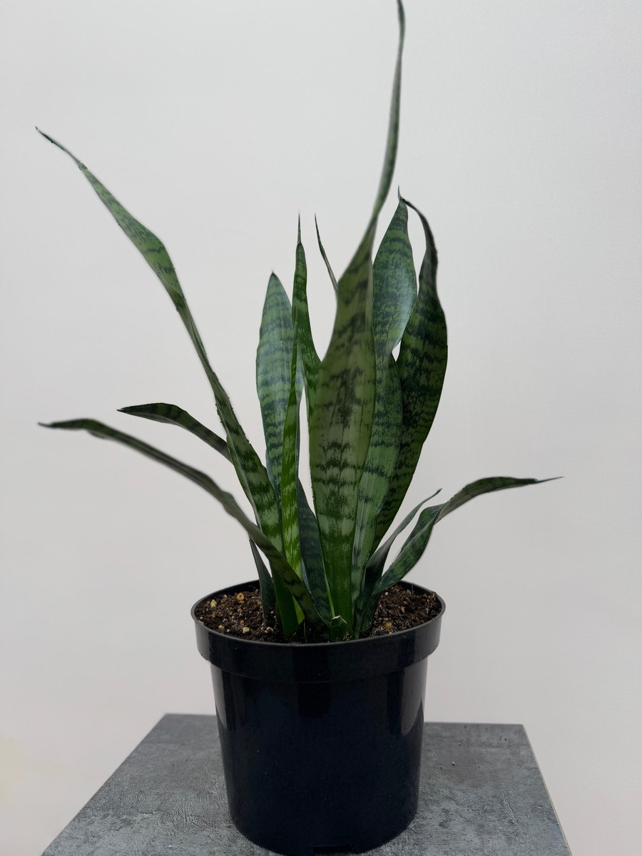 Сансивиерия 23/20