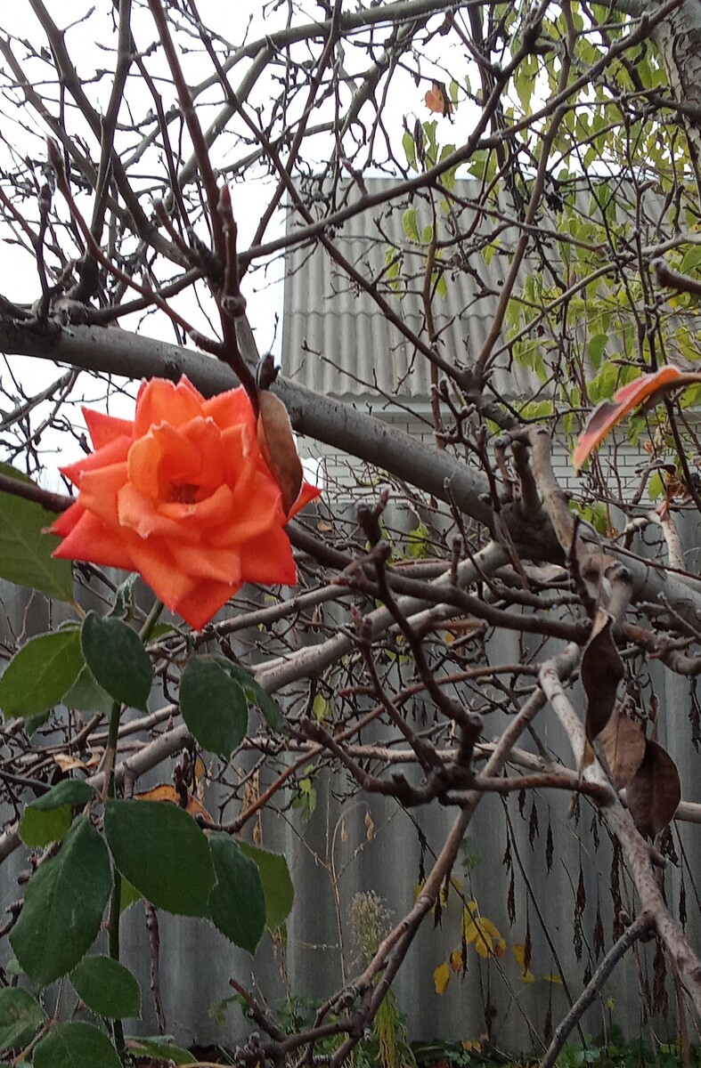 Октябрьская роза.