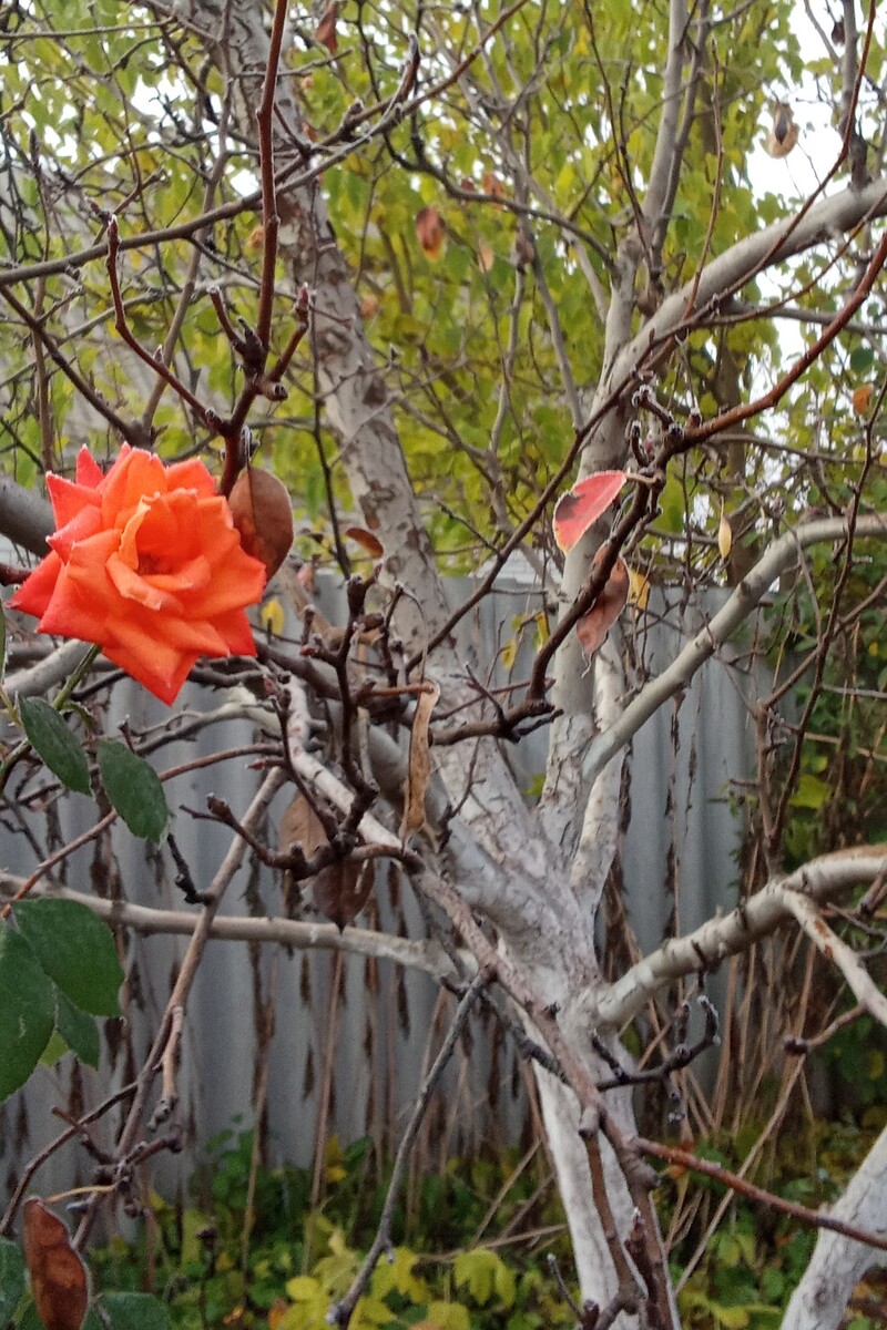 Личное фото.