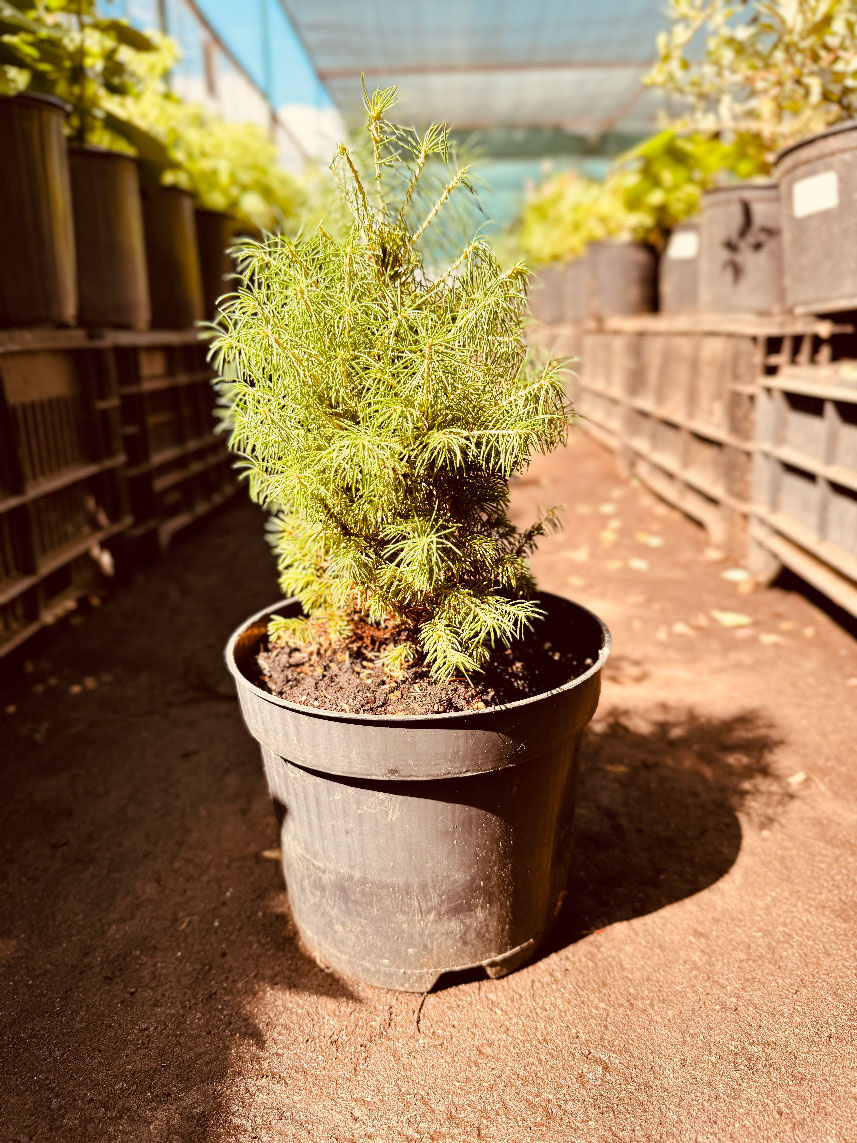 Ель канадская "Коника"