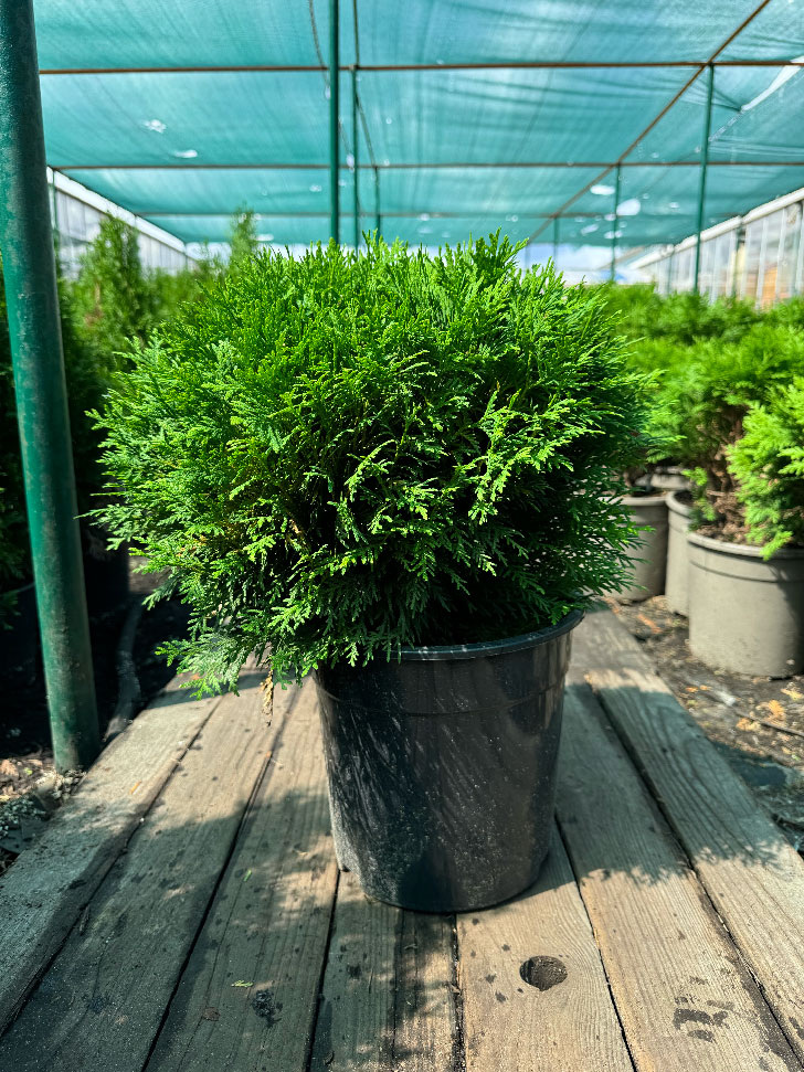 Туя западная "Даника"