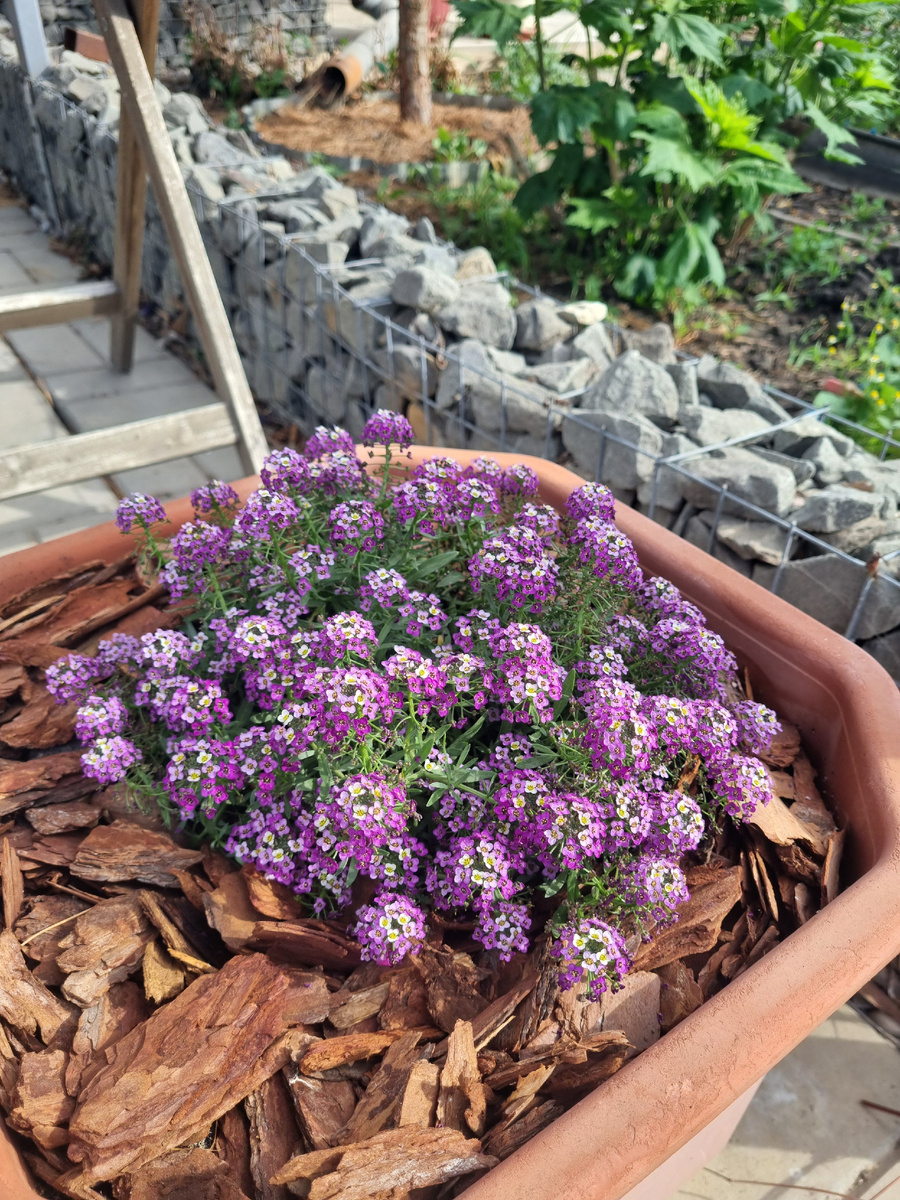 Конец июня. Фото: Зеленая леди, сад, семья и томатный сок