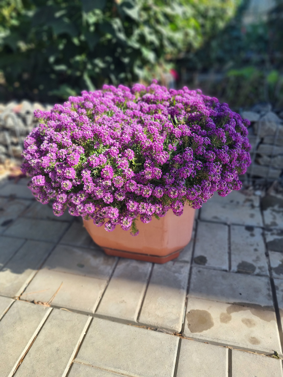 Сентябрь. Фото: Зеленая леди, сад, семья и томатный сок