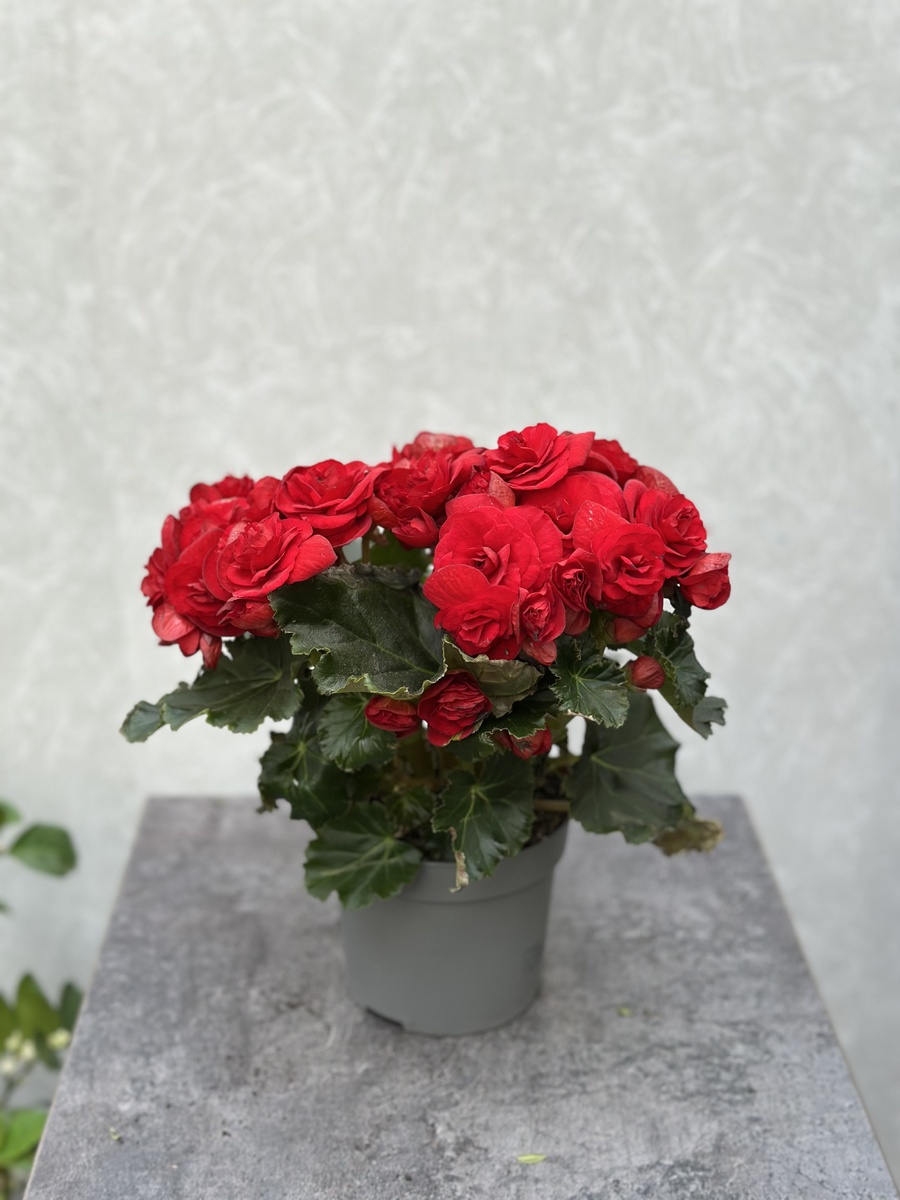 Бегония элатиор