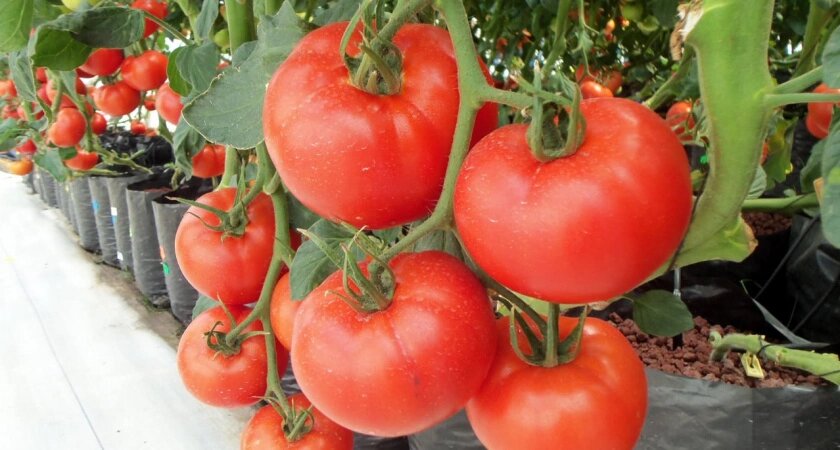    20 кг с куста: такие помидоры "прут" до осени и не болеют — семена раскупают уже в ноябре