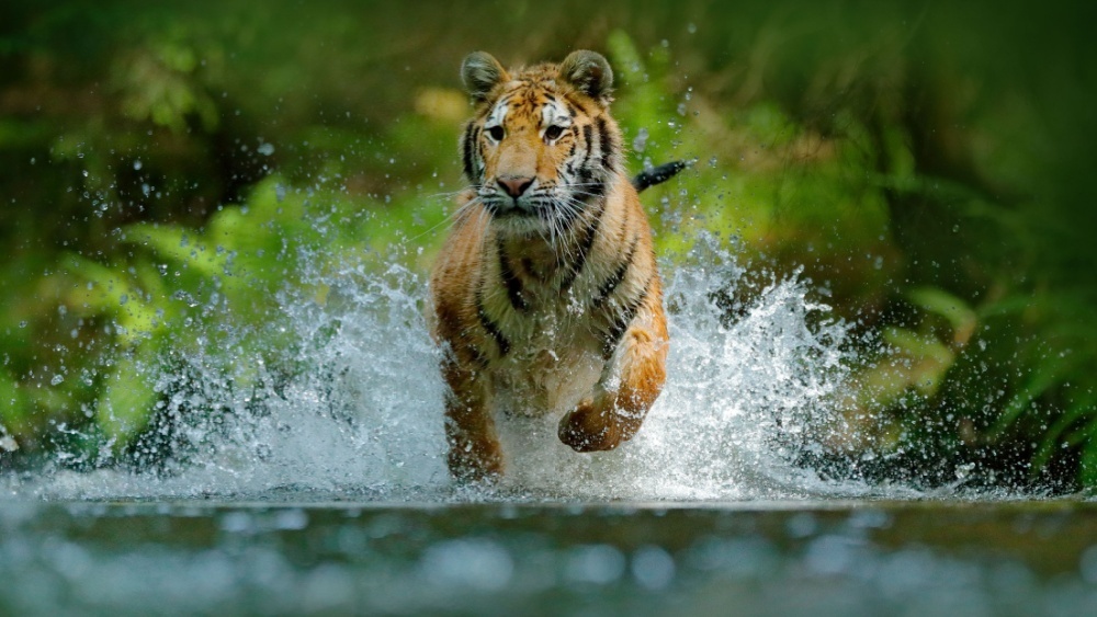     Фото: Ondrej Prosicky/Shutterstock/FOTODOM