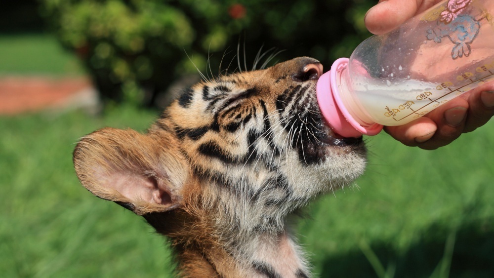     Фото: FeelplusCreator/Shutterstock/FOTODOM