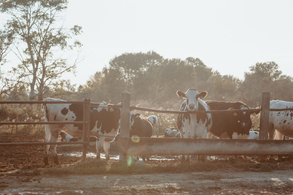    Фото: Эльвира Мясищева, «КИ»