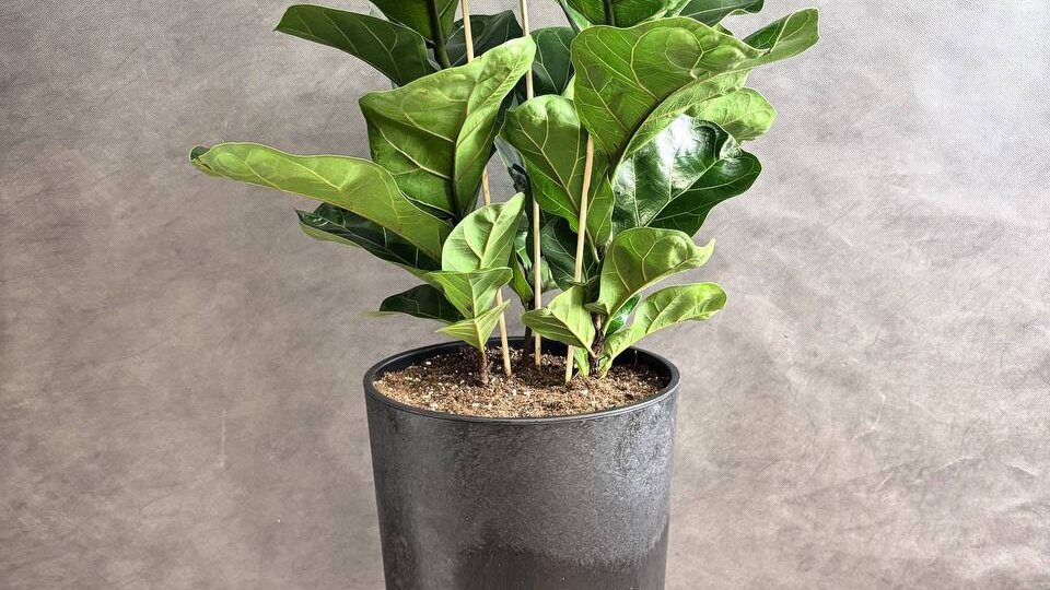 Как вырастить фикус лирата большим и здоровым. План ухода от А до Я