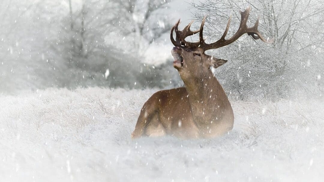 Северный олень в снегопад. 