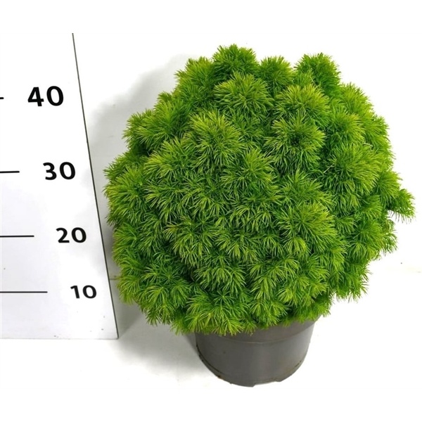 Ель Glauca Alberta Globe 32/60