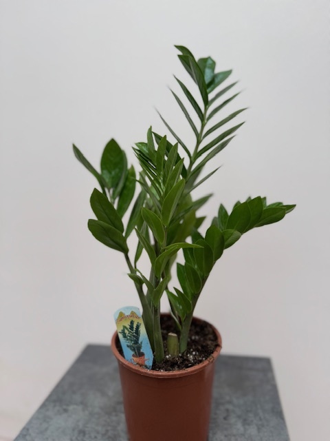 Замиокулькас 12/65