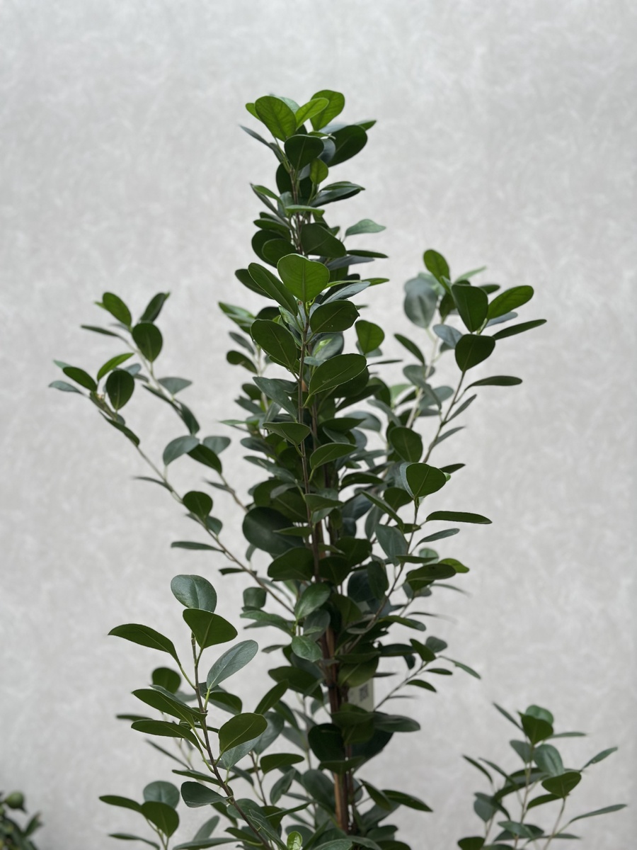 Фикус Моклейм 27/170