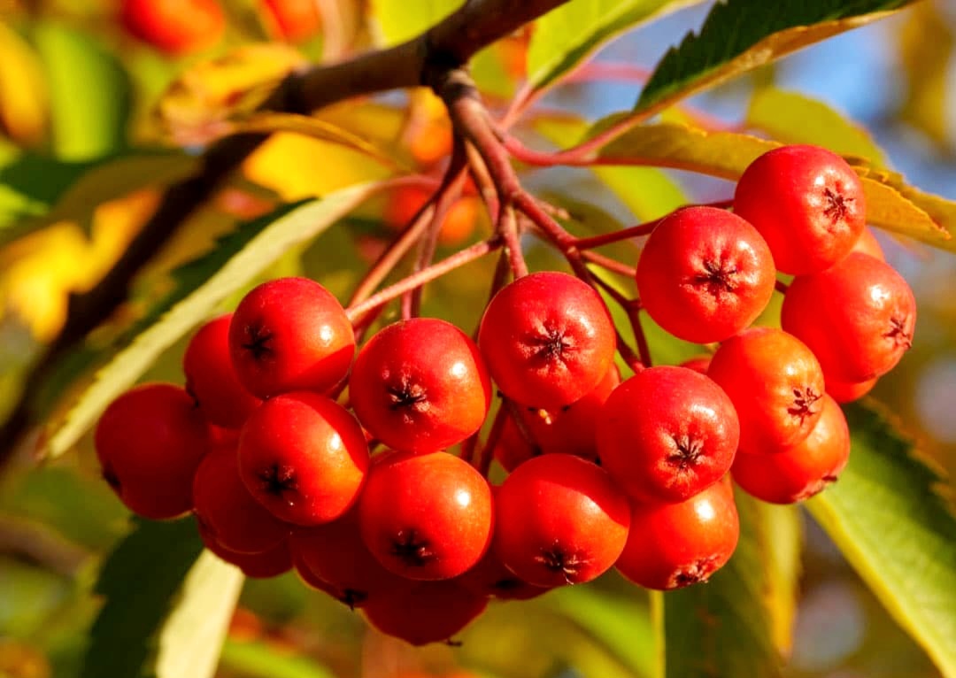Красная рябина 