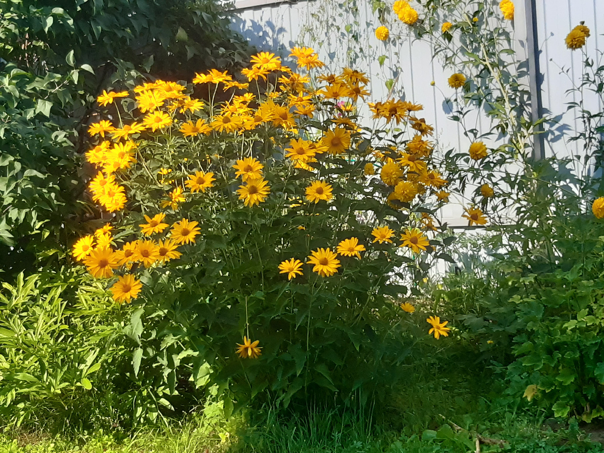 Трехлетный куст