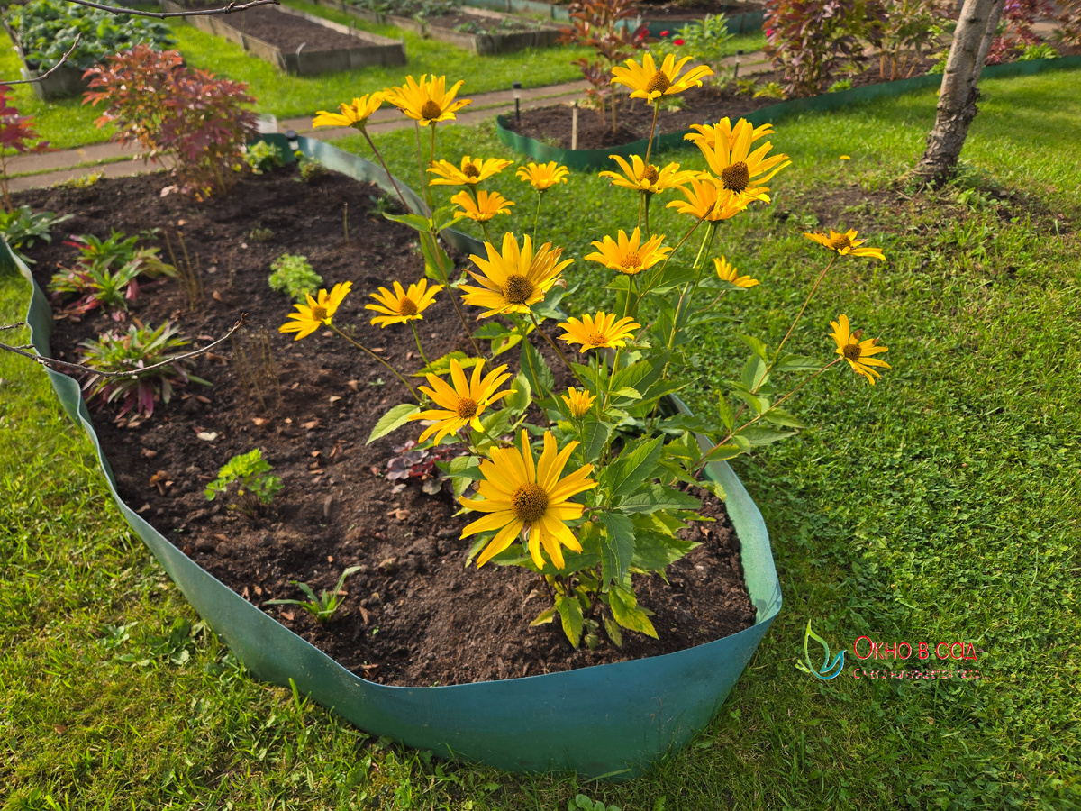 На следующий год после отделения от взрослого куста