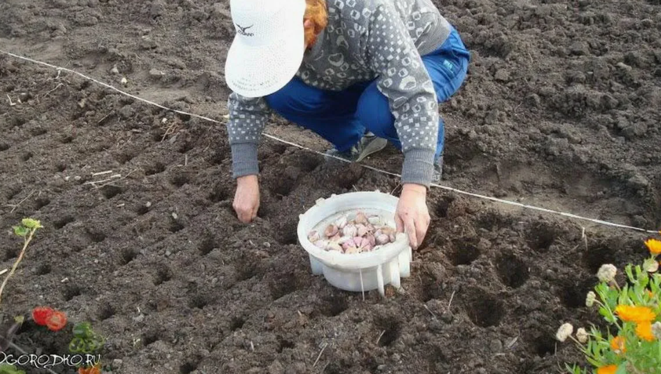 5 овощей, которые я высаживаю под зиму уже 15 лет. Весной собираю урожай на месяц раньше всех