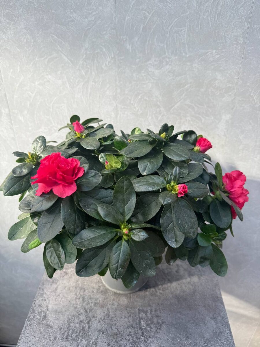 Азалия красная 14/20