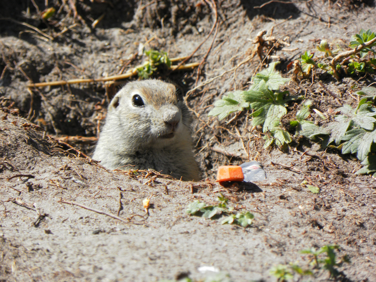 Суслик в Джилы-Су